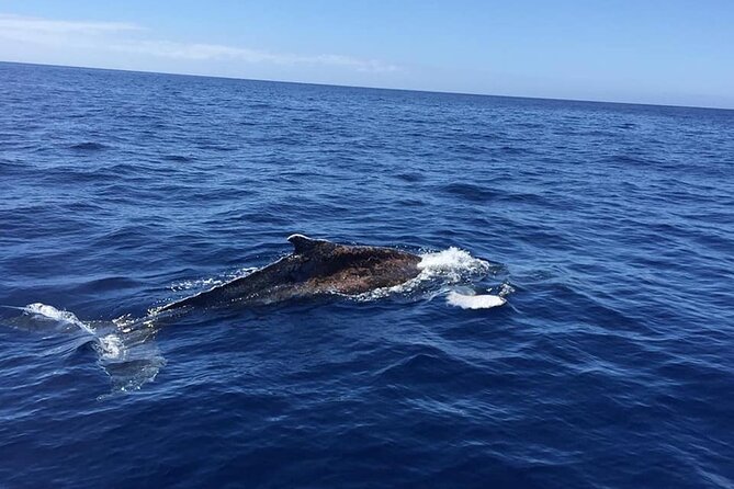 Dolphin and Whale Watching in La Restinga - Sailing the Atlantic Off El Hierro: The Search That Builds the Moment