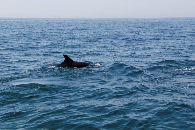 Dolphin and Whale Watching in Lagos - Key Things I’d Book This For