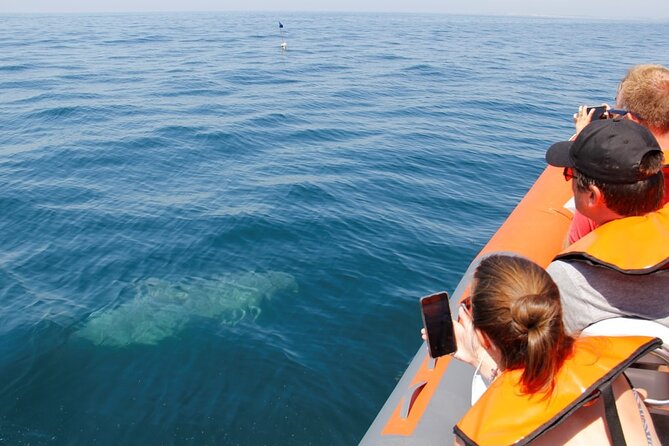 Dolphin and Whale Watching in Lagos - Where You Start: The Lagos Meeting Point and What It Means