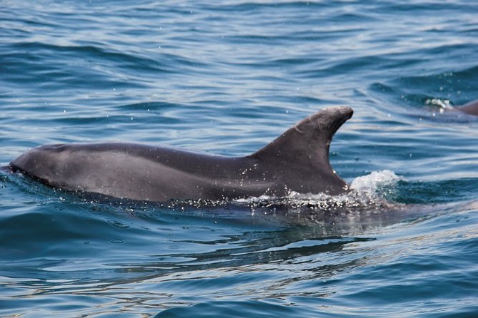Dolphin and Whale Watching in Lagos - The On-Water Experience: What 1.5 Hours Feels Like