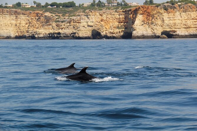 Dolphin and Whale Watching in Lagos - Why the Late Morning Timing Is a Real Plus