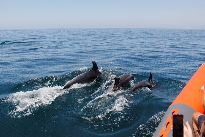 Dolphin and Whale Watching in Lagos - The Boat: Riding a Rigid Inflatable (RIB) Off the Algarve Coast
