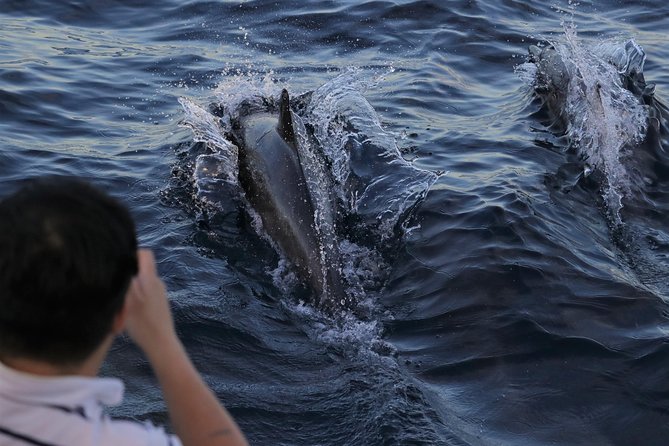 Dolphin and Whale Watching Sunset Cruise - Key things to know