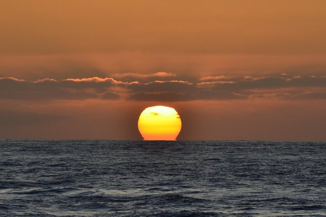 Dolphin and Whale Watching Sunset Cruise - The Boat Experience: Comfort, Crew, and What’s Included