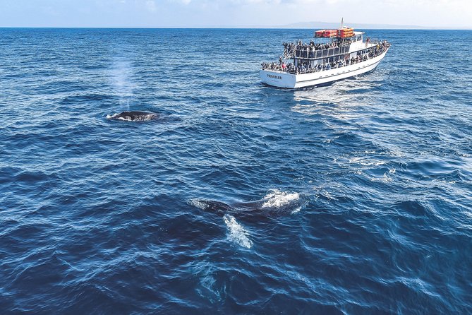 Dolphin and Whale Watching Sunset Cruise - Wildlife Viewing Plan: How You Find Whales and Dolphins