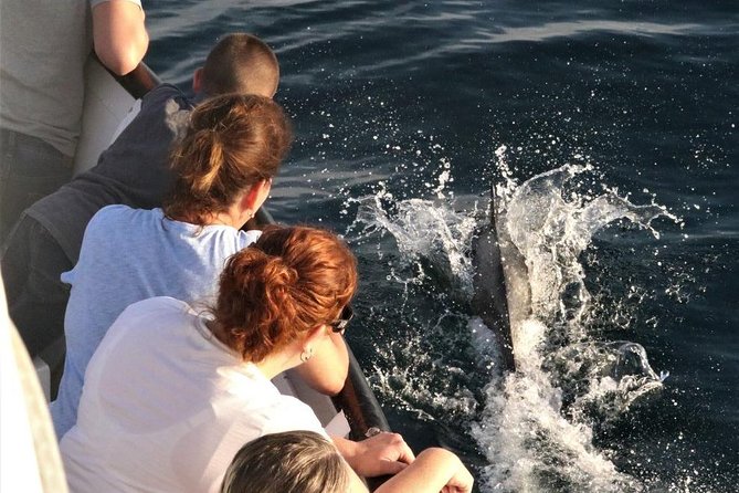 Dolphin and Whale Watching Sunset Cruise - What You’ll Likely See Beyond Whales and Dolphins