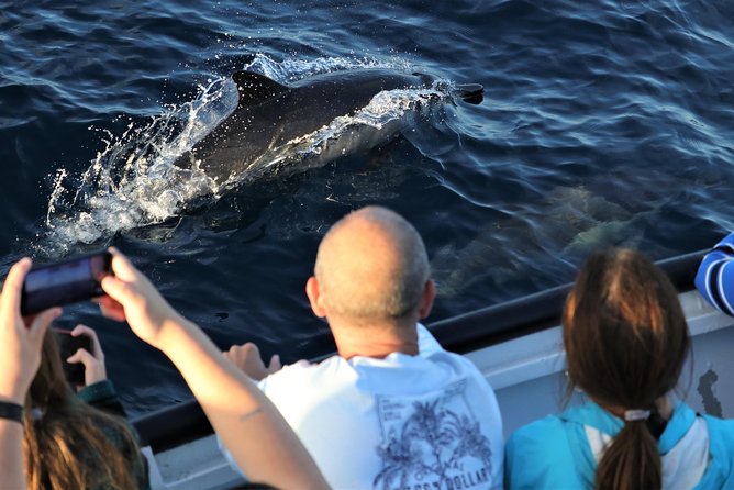 Dolphin and Whale Watching Sunset Cruise - Who This Cruise Fits Best