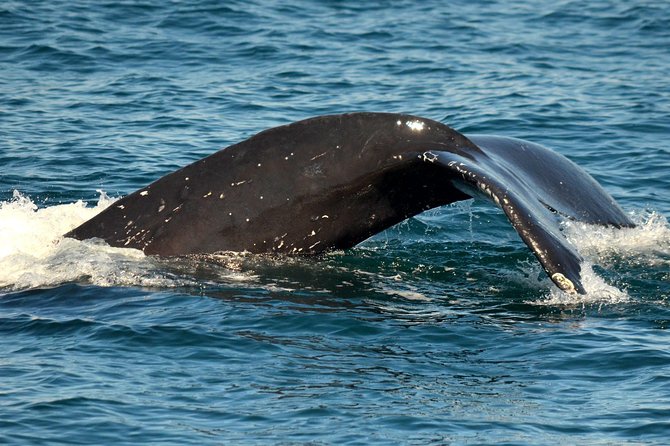 Dolphin and Whale Watching Sunset Cruise - Price and Value: What $71 Buys You