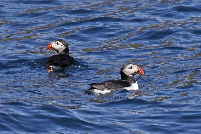 Dolphin and Whale Watching Tour from Dingle - Key things I’d plan around