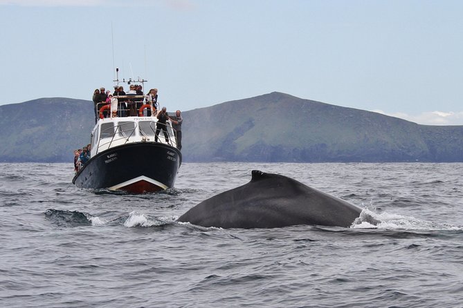 Dolphin and Whale Watching Tour from Dingle - Getting to Ventry Pier and settling in before 1pm sharp
