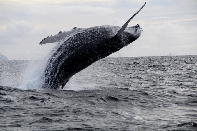Dolphin and Whale Watching Tour from Dingle - Who should book this dolphin and whale tour from Dingle