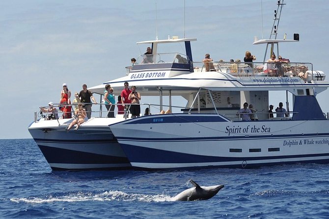 Dolphin and Whales watching cruise from Puerto Rico de Gran Canaria - Quick hits before you go