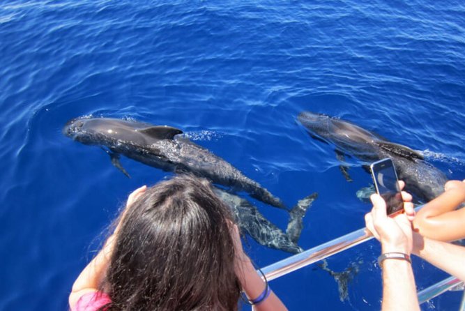 Dolphin and Whales watching cruise from Puerto Rico de Gran Canaria - The 2.5-hour cruise rhythm: what you’ll actually do onboard