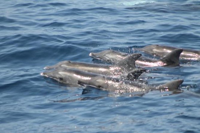 Dolphin and Whales watching cruise from Puerto Rico de Gran Canaria - Glass panels in real life: where to stand, when to look down