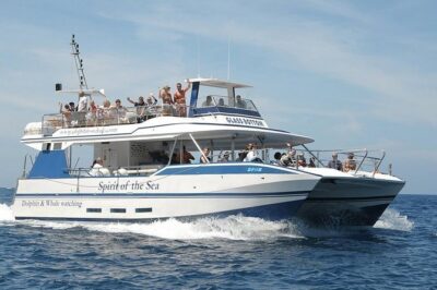Dolphin and Whales watching cruise from Puerto Rico de Gran Canaria - What you might see: dolphins, whales, orcas, and other cetaceans