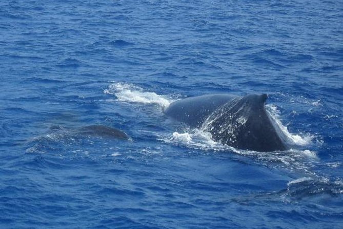 Dolphin and Whales watching cruise from Puerto Rico de Gran Canaria - Swim-stop upgrade: when it’s worth paying extra