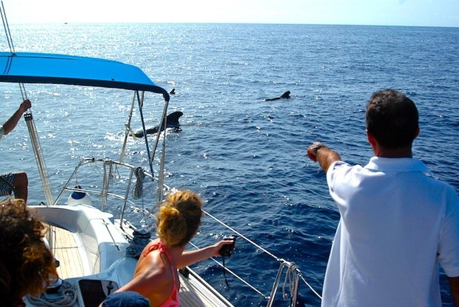 Dolphin and Whales watching cruise from Puerto Rico de Gran Canaria - Price and value: what $50.46 buys you (and what it doesn’t)