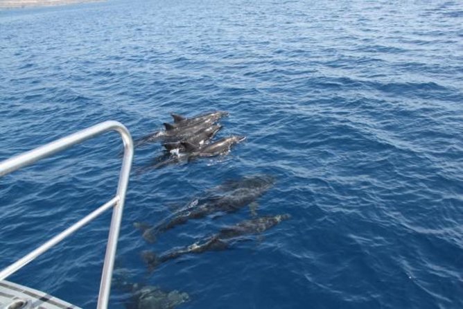 Dolphin and Whales watching cruise from Puerto Rico de Gran Canaria - Where to meet and how pickup affects your stress level