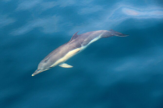 Dolphin & Whale Watching (4hrs) + Blasket Island Landing (3hrs) - Timing and Logistics: What Happens from 10:00 to Back Again