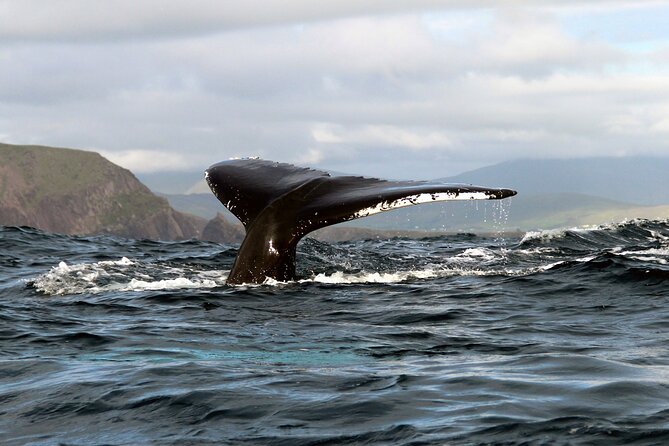 Dolphin & Whale Watching (4hrs) + Blasket Island Landing (3hrs) - Great Blasket Island Landing: Seals, Tea, Toilets, and OPW Guides