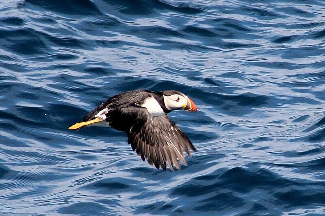 Dolphin & Whale Watching (4hrs) + Blasket Island Landing (3hrs) - The Dead Man (Inish Tuaisceart) and Tearaght: Only If the Day Allows