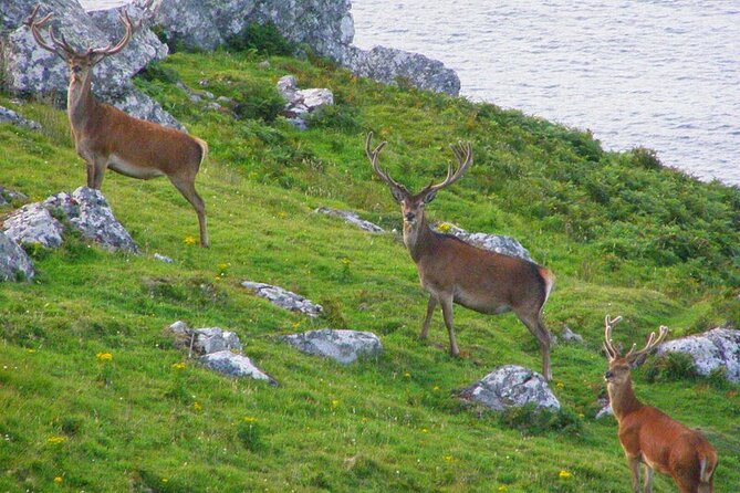 Dolphin & Whale Watching (4hrs) + Blasket Island Landing (3hrs) - Price and Value: Is $155.43 Worth It?