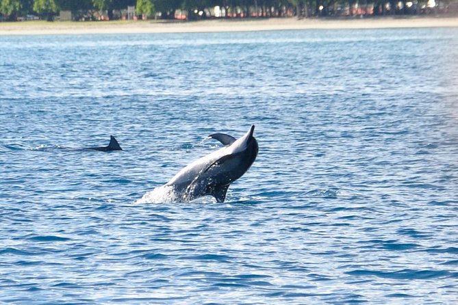 Dolphins Encounter and Whale Watching - Key highlights to know before you go