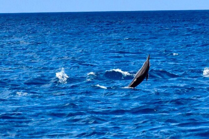 Dolphins Encounter and Whale Watching - The dolphin encounter: respectful, scripted, and short in the water