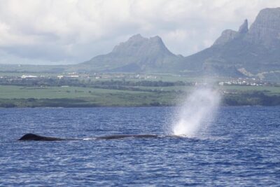 Dolphins Encounter and Whale Watching - Swimming gear: bring what you’re comfortable with, then confirm what’s provided