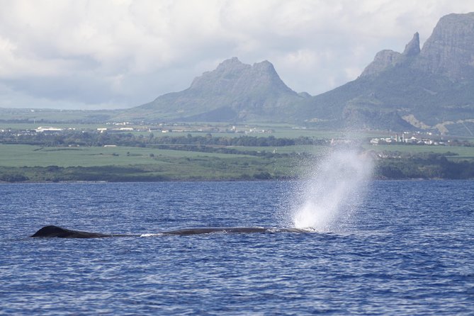 Dolphins Encounter and Whale Watching - Swimming gear: bring what you’re comfortable with, then confirm what’s provided