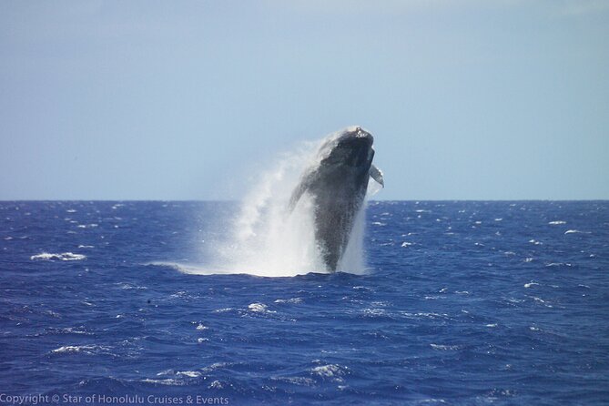 Early Bird Whale Watching Cruise from Waikiki - Key things to know before you go