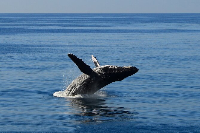 Early Bird Whale Watching Cruise from Waikiki - Getting There From Aloha Tower Marketplace at 9:15am