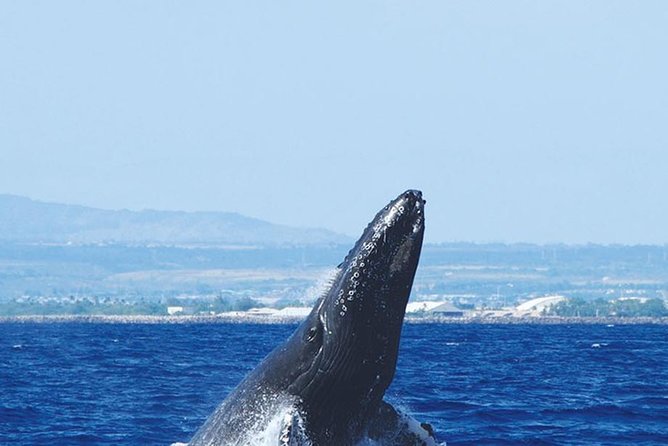 Early Bird Whale Watching Cruise from Waikiki - Whale Watching With a Naturalist: What the Live Narration Changes