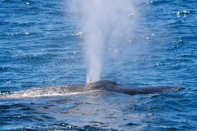 Early Bird Whale Watching Cruise from Waikiki - Price and Value at $68: What You’re Really Buying