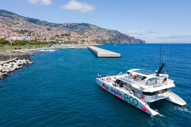 Eco-Friendly Catamaran Dolphin and Whale Watching - What You Can Realistically See: Dolphins, Whales, Turtles, and Monk Seals