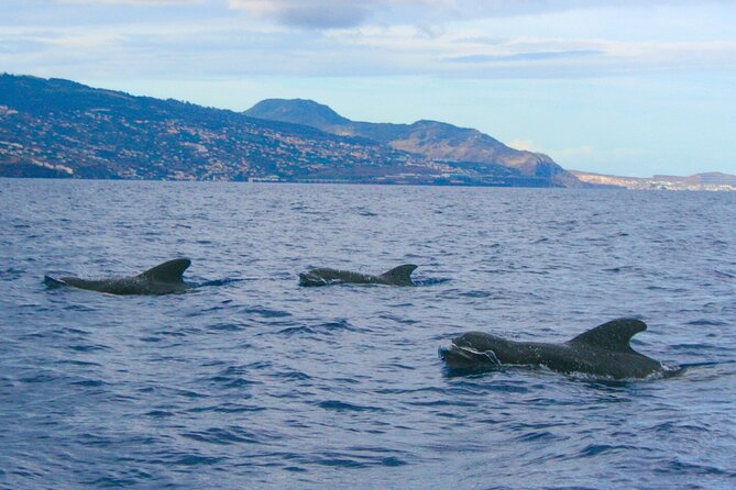 Eco-Friendly Catamaran Dolphin and Whale Watching - Should You Book This Madeira Dolphin and Whale Watching Tour?