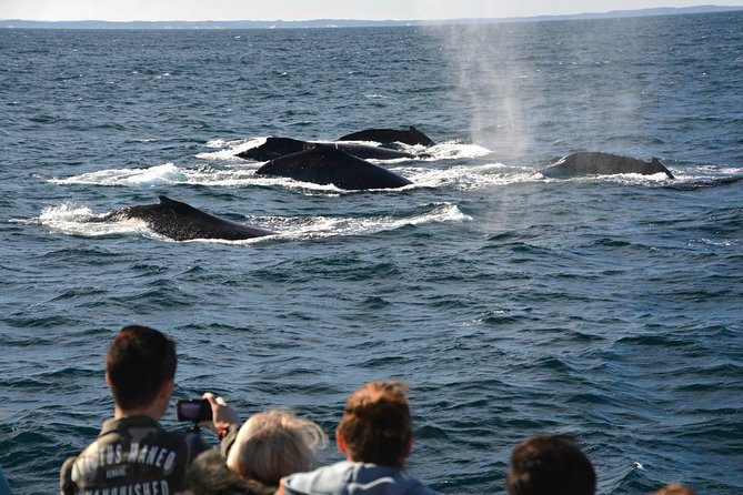 Educational Whale Watching Tour from Perth - Which whales you’ll hunt for, and what you might actually see
