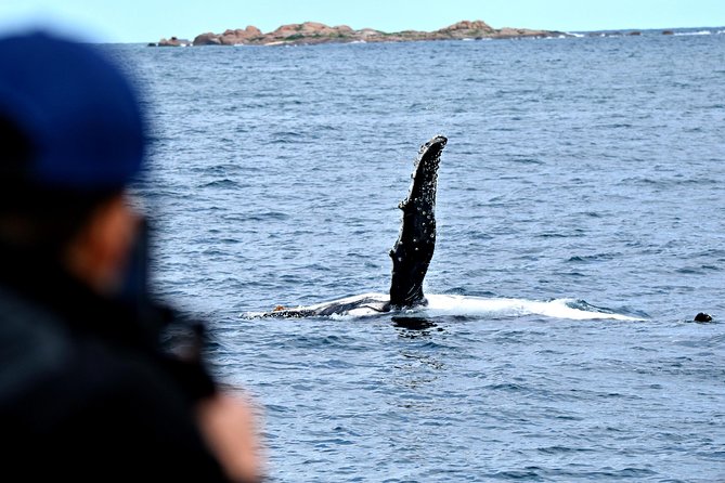 Educational Whale Watching Tour from Perth - Comfort, cold wind, and sea sickness: plan like a grown-up