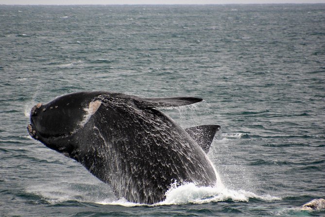 Educational Whale Watching Tour from Perth - Who should book this whale watch from Perth?