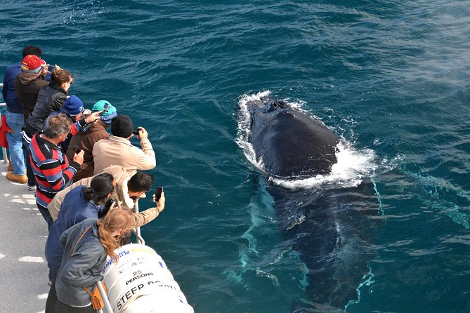 Educational Whale Watching Tour from Perth - Hydrophone and underwater camera: making the invisible visible