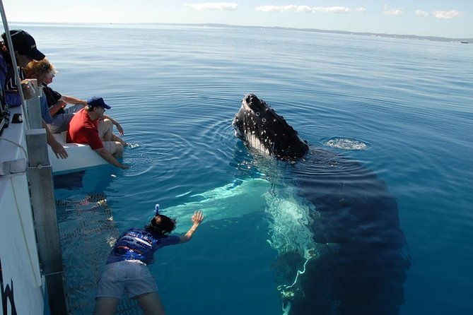 Fraser Island Whale Watch Encounter - Key things I think are worth your attention
