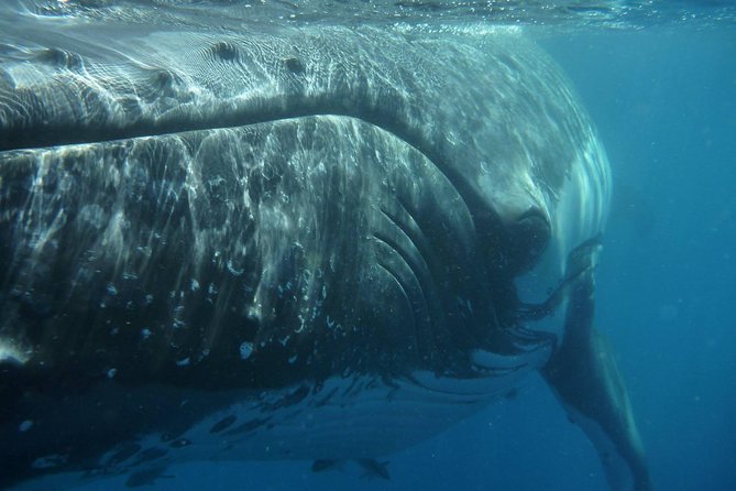 Fraser Island Whale Watch Encounter - Platypus Bay whale watching: the submerged platform is the real star