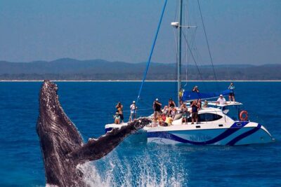 Fraser Island Whale Watch Encounter - Hervey Bay pickup at 7:30am: what your morning looks like