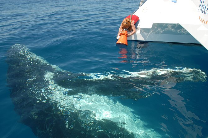 Fraser Island Whale Watch Encounter - Hydrophone time: hearing whale songs while you watch