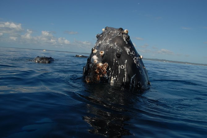 Fraser Island Whale Watch Encounter - Food onboard: buffet lunch, tea, and dietary options that don’t feel like an afterthought
