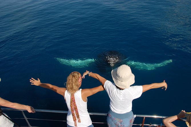 Fraser Island Whale Watch Encounter - Who this tour fits best (and who should think twice)