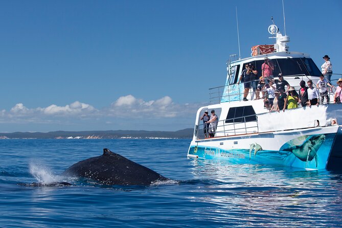 Freedom 3/4 Day Hervey Bay Premium Whale Watching Cruise - Why this cruise works when you want more than a quick whale peek
