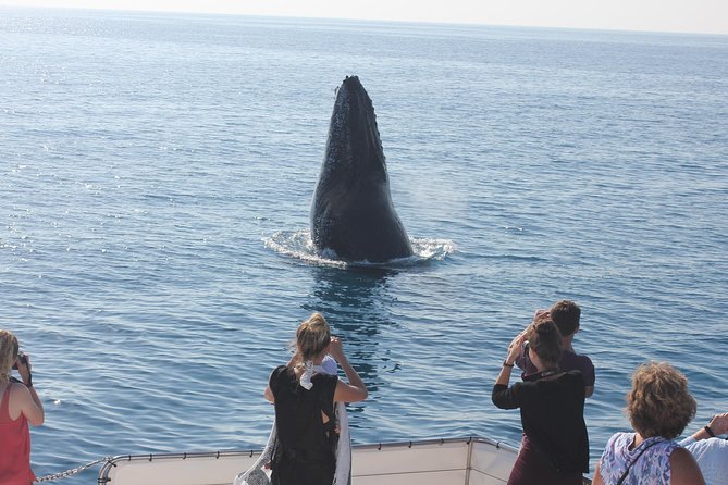 Freedom 3/4 Day Hervey Bay Premium Whale Watching Cruise - Viewing comfort: three decks, indoor air, and room to breathe