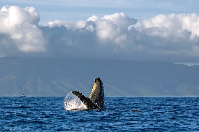 From Ma'alaea Harbor, Maui: Whale Watch Cruise Aboard Malolo - Key Things Worth Noticing Before You Go