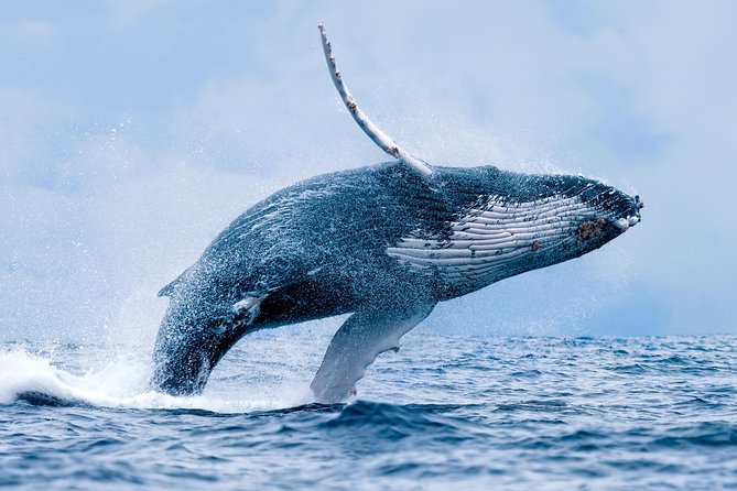 From Ma'alaea Harbor, Maui: Whale Watch Cruise Aboard Malolo - Where the Cruise Starts: Maalaea Harbor and the Malolo Setup